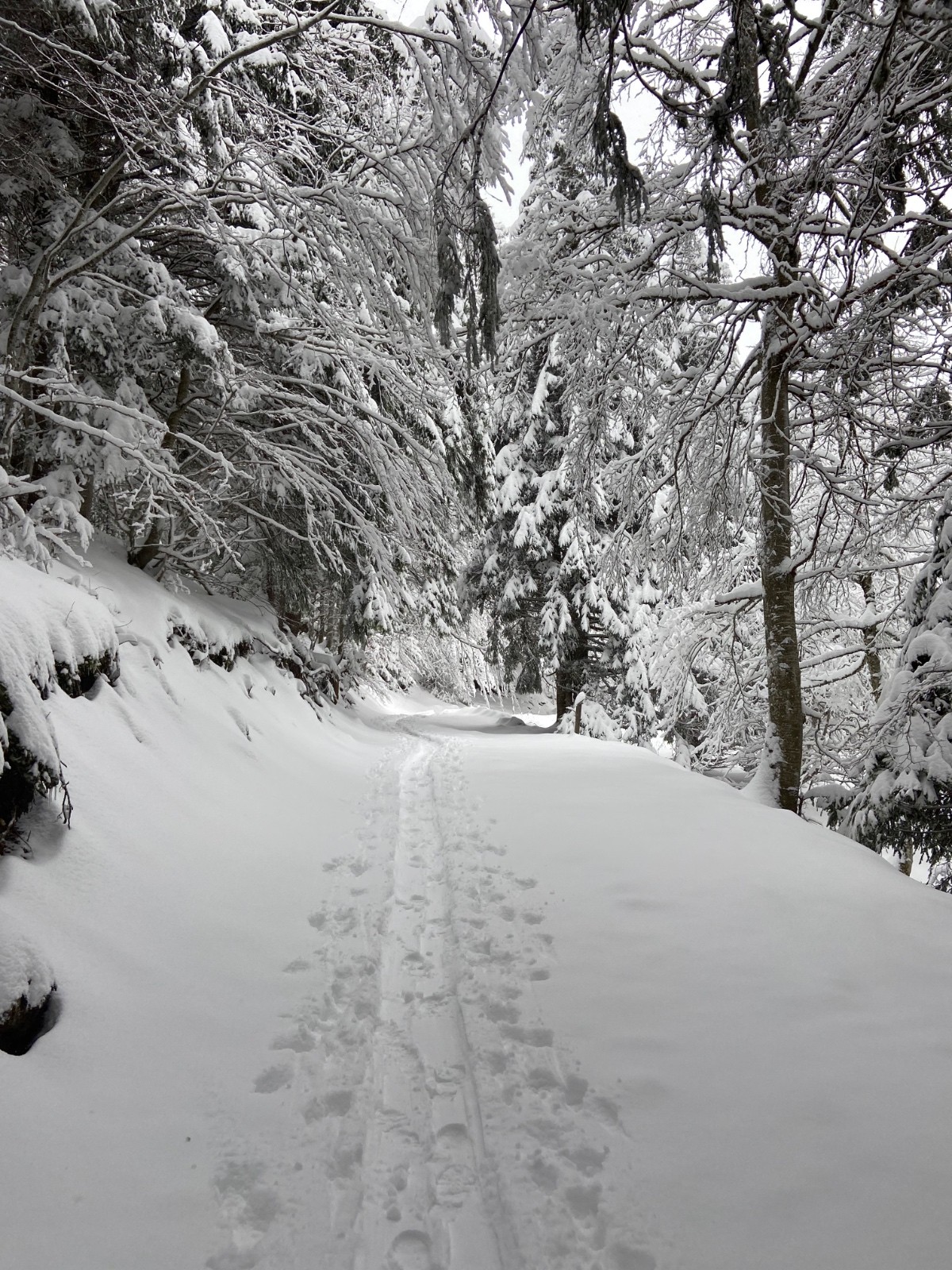 Même en forêt ça passe. 