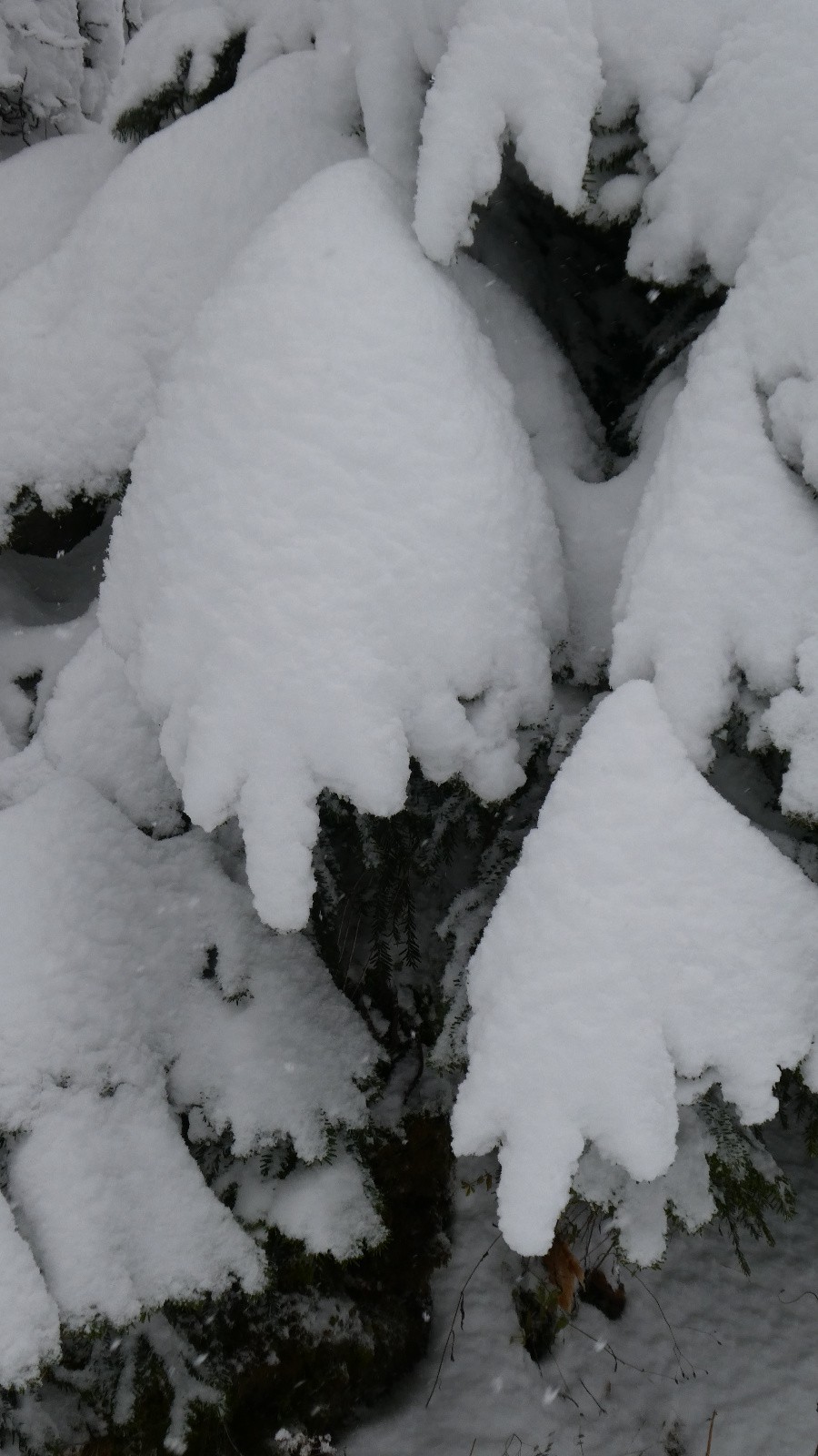 les mains de fées gantées de blanc