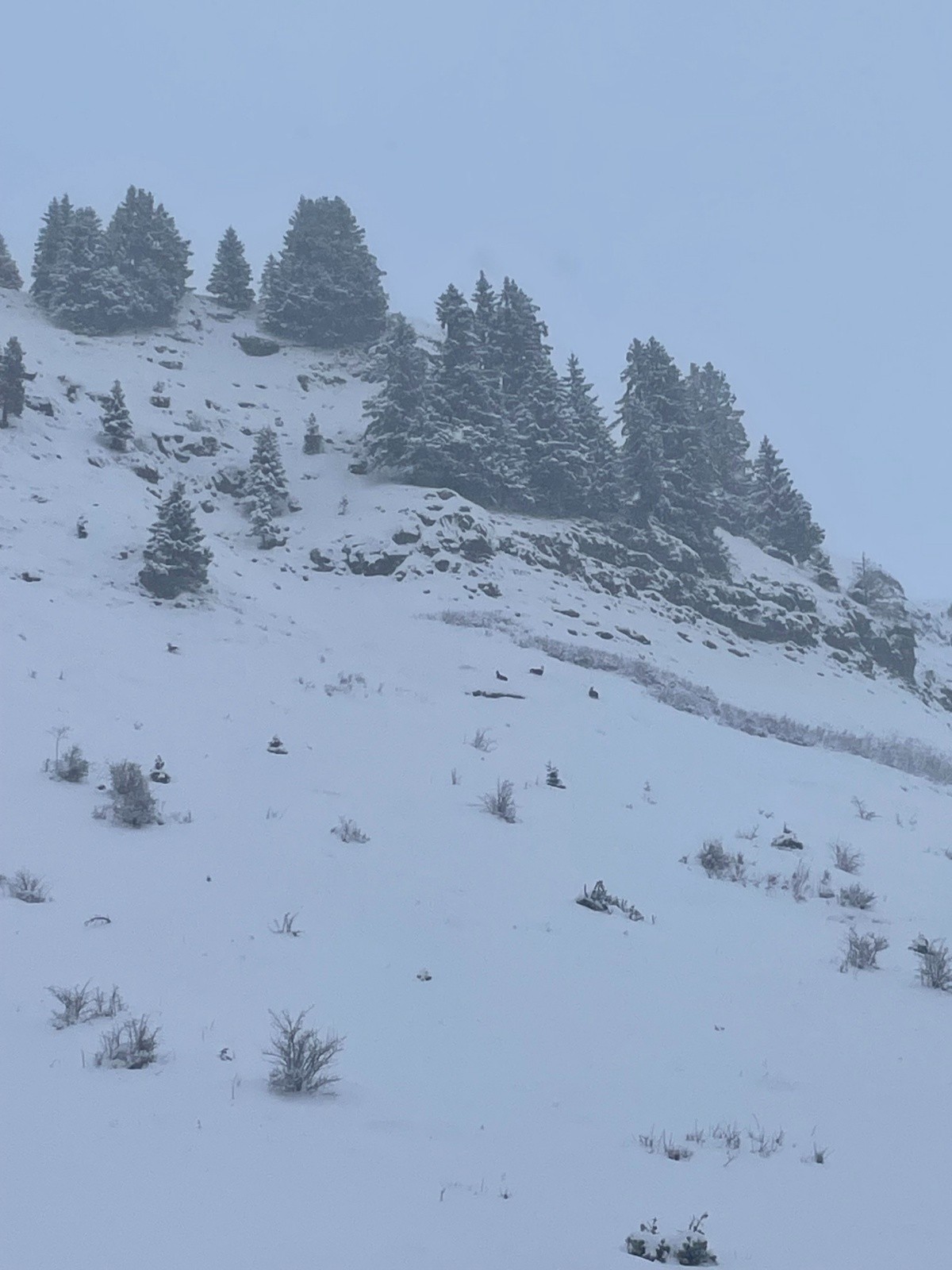 Quelques chamois nous font un petit coucou