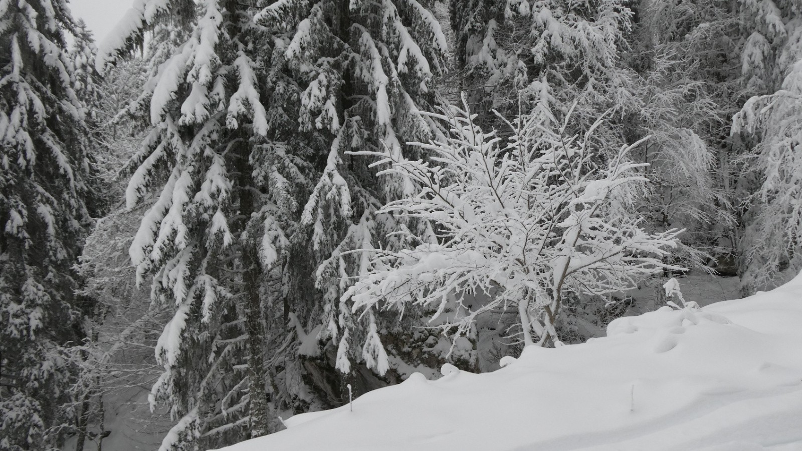 toujours le même, bien gracieux