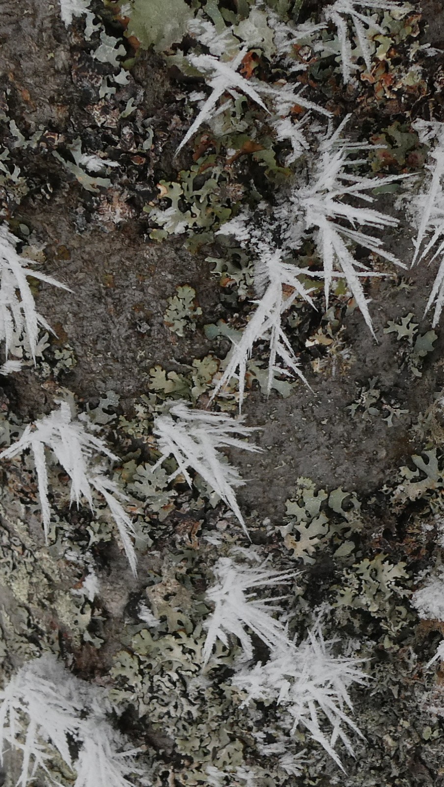 ne nous y frottons pas