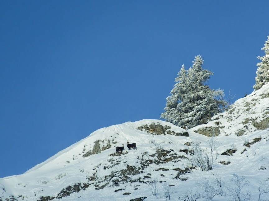  Photo Michel: chamois dans la montée au rocher de l'Ours