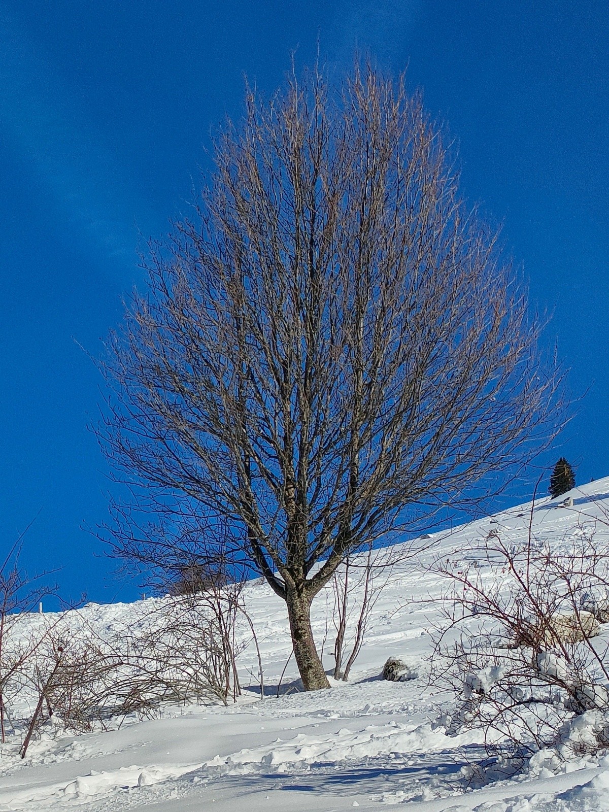  Un arbre solitaire