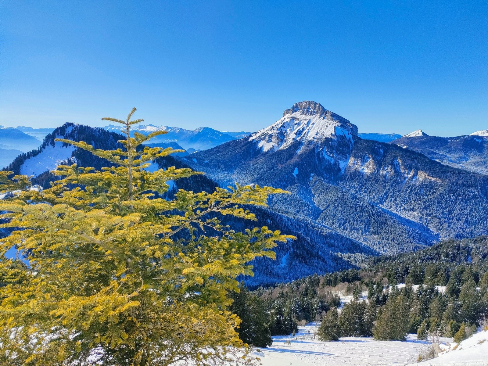 On y aime la Chartreuse, et pas que la verte !  