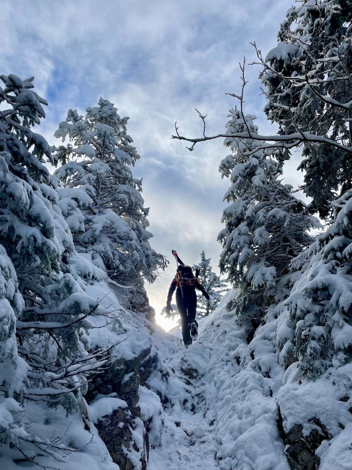 &nbsp;sortie de la forêt