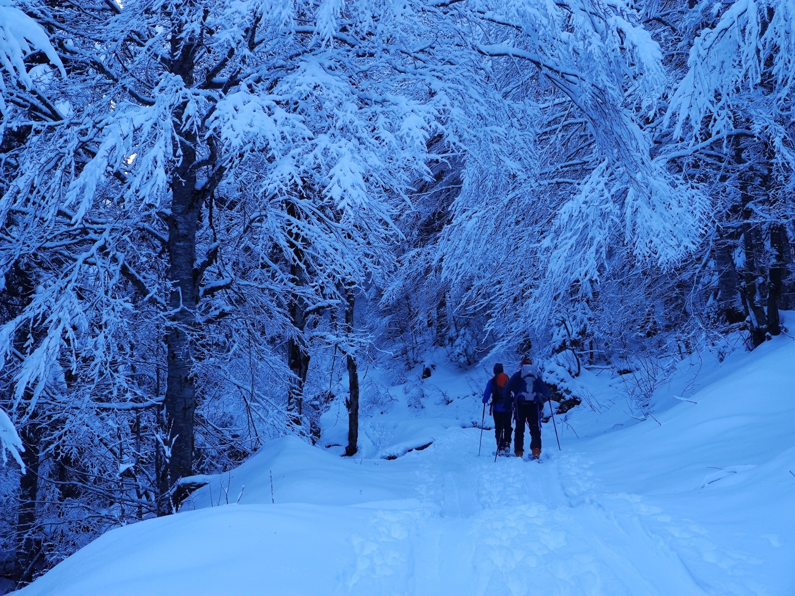 Au départ, montée en forêt sur une bonne trace