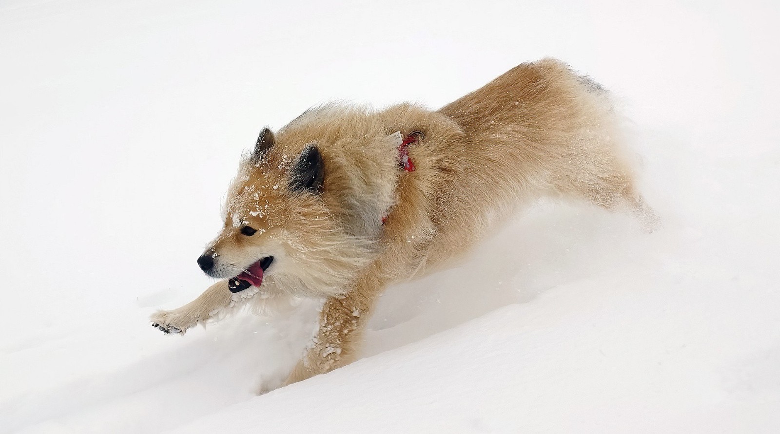 A fond la caisse ... j'ai fini la tête dans la neige en prenant la photo ! 