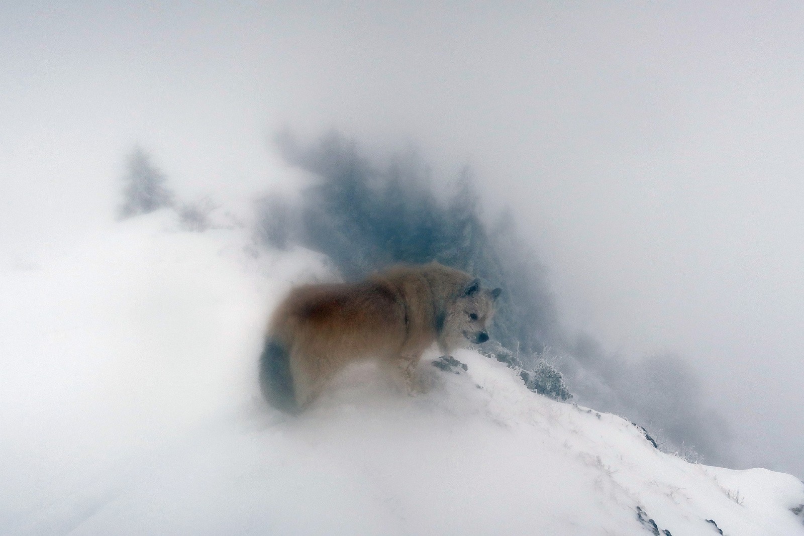 Daguerréotype sommital