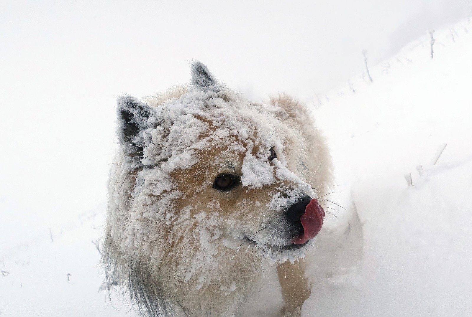 Miam miam, de la poudreuse jusqu'aux narines 