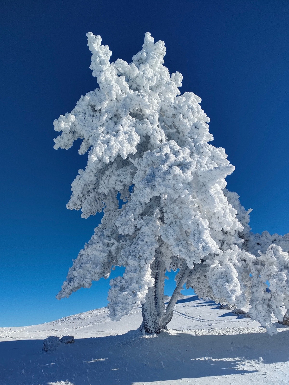 &nbsp;Première statue de glace&nbsp;