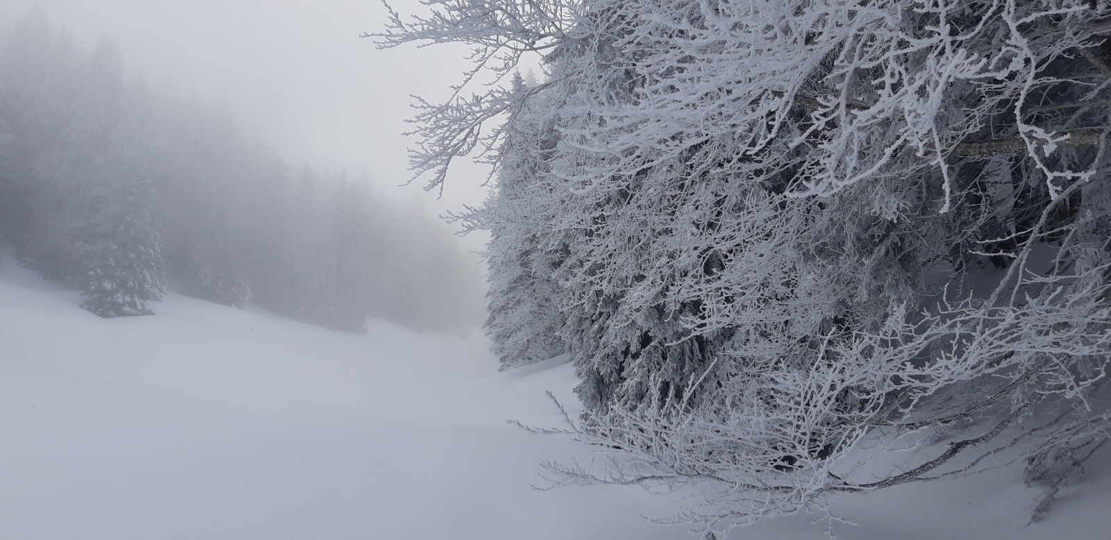  Brouillard dans l'Aliénard