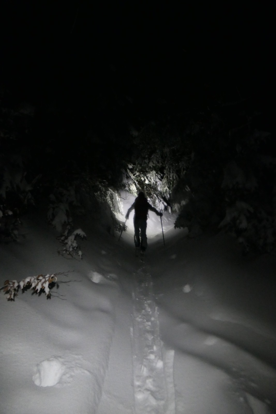 forêt blanche nocturne
