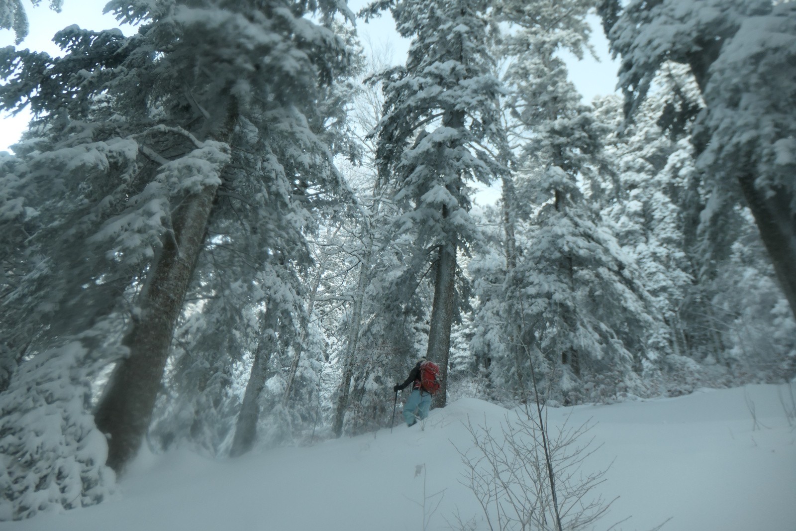 Un Chemin à en perdre les peaux