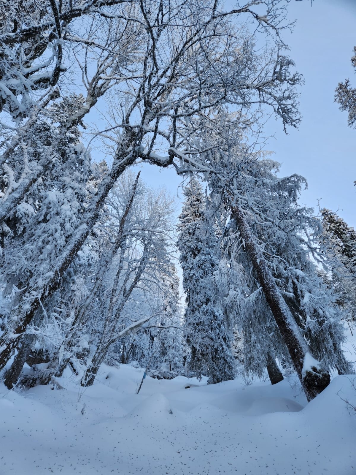 #12 ForĂȘt aĂ©rĂ©e sous la combe ForĂȘt aĂ©rĂ©e sous la combe