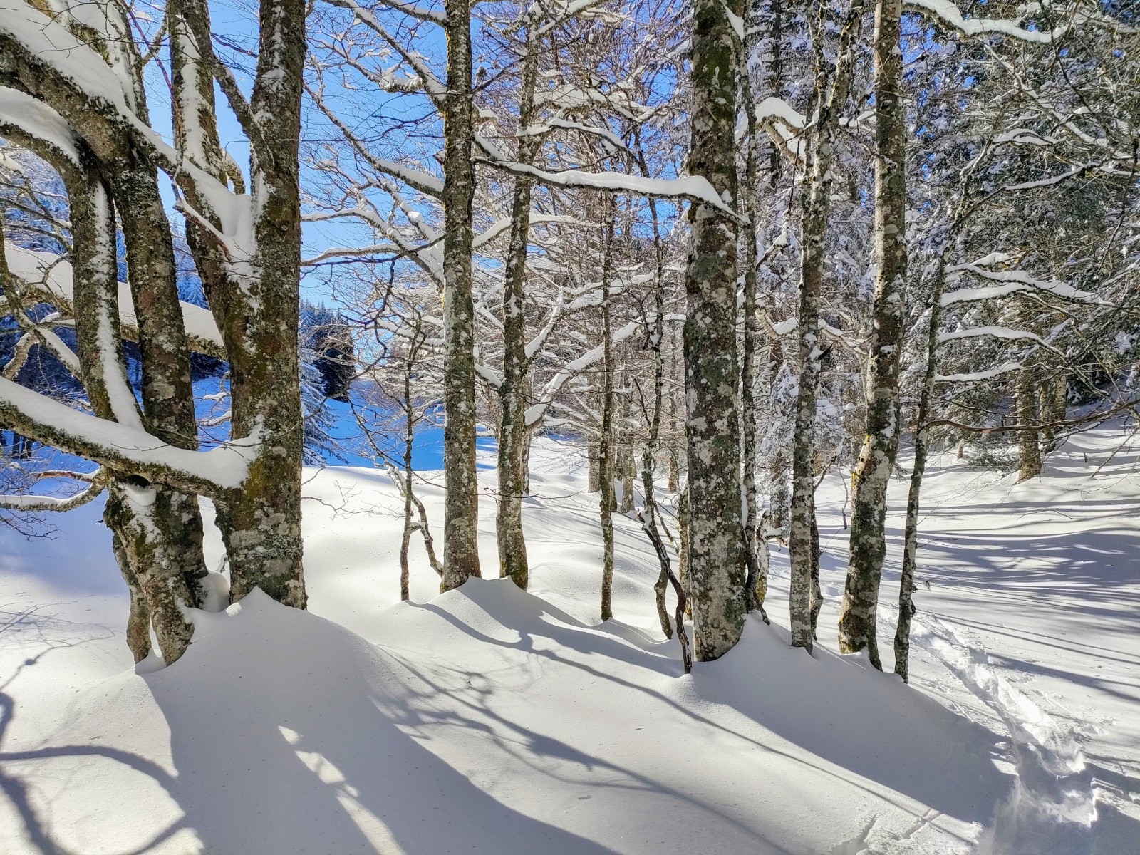 les cèdres forment les poutres de notre maison et les cyprès, nos lambris. 