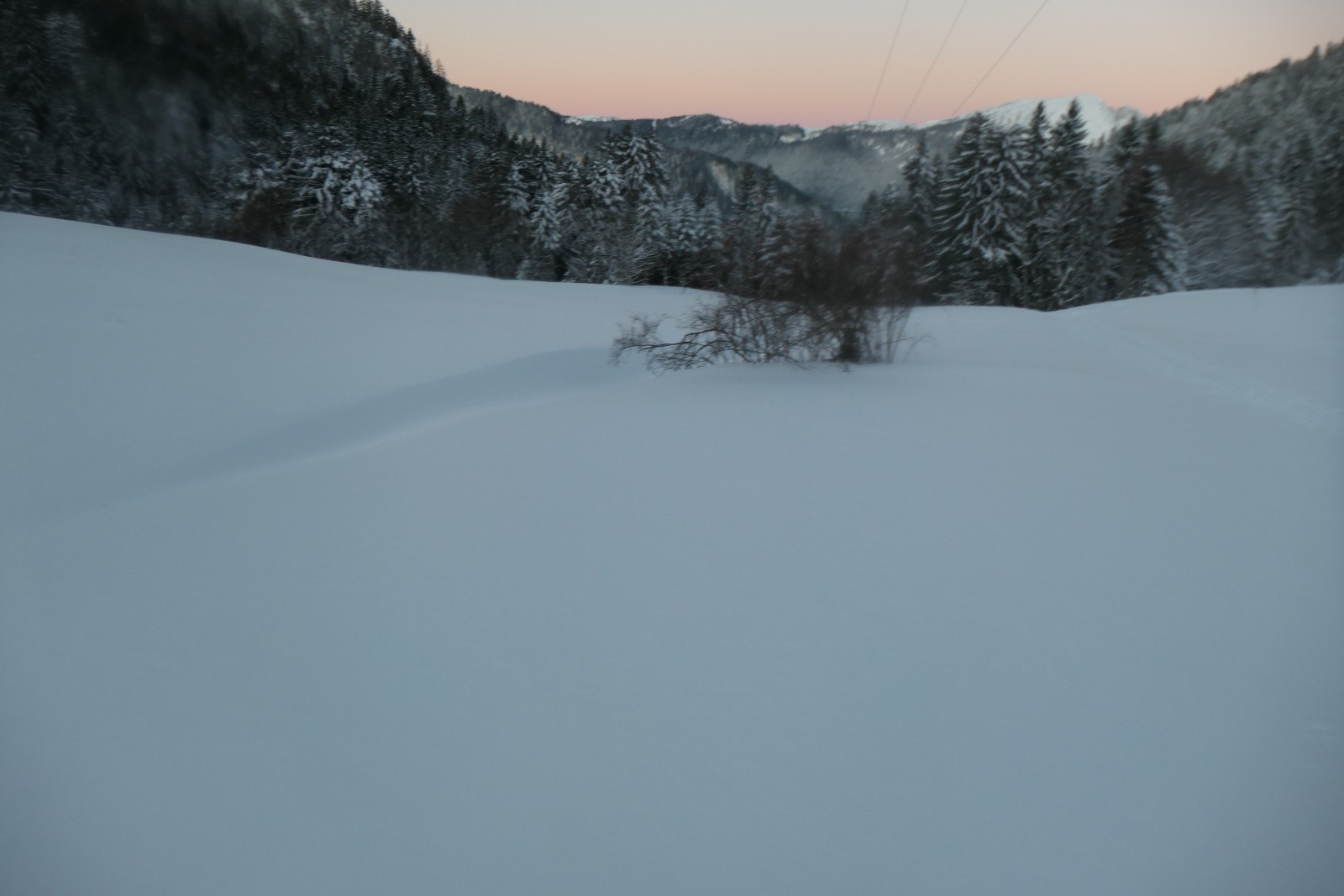 Les sapins sont plâtrés