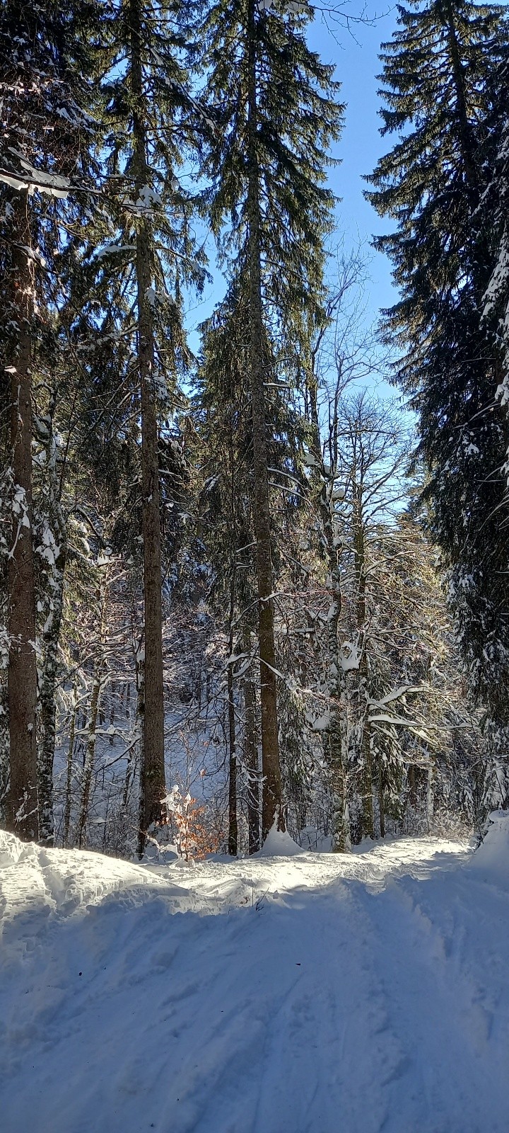 la forêt dégouline...