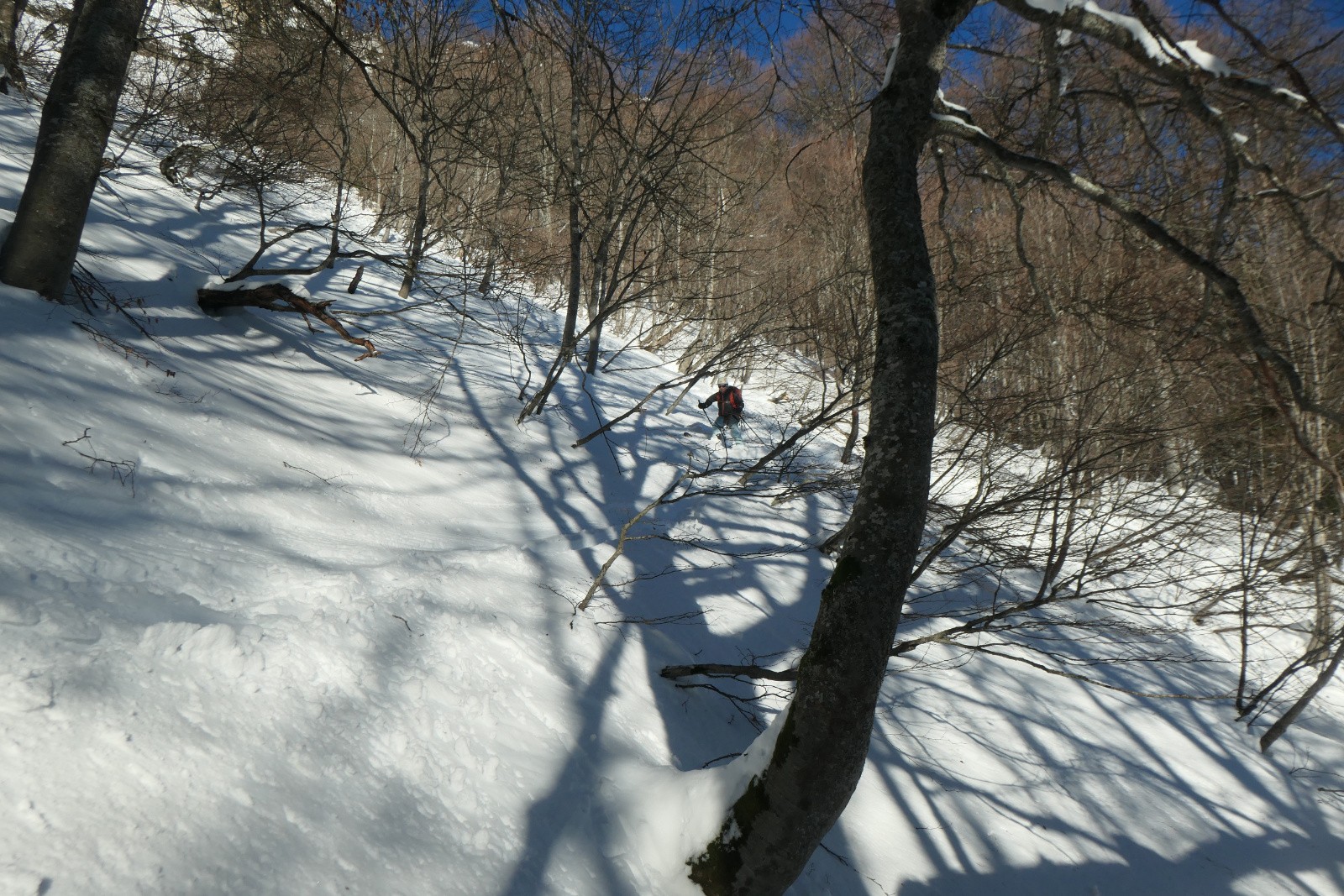La forêt 