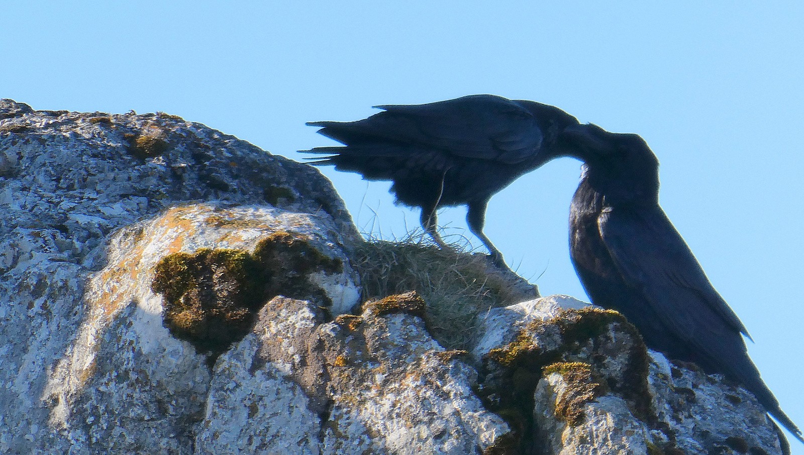 amour corvidé de décembre