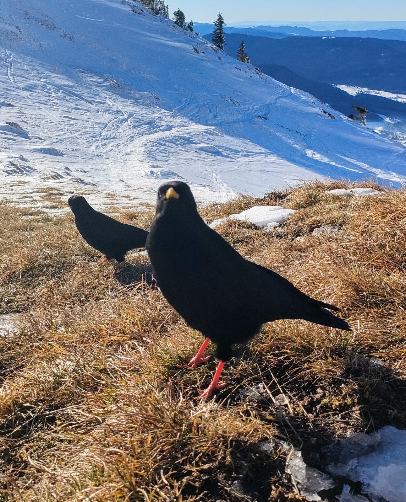 &nbsp;Un chocard facétieux. ils sont d'un incroyable agilité en attrapant systématiquement les miettes au vol !&nbsp;