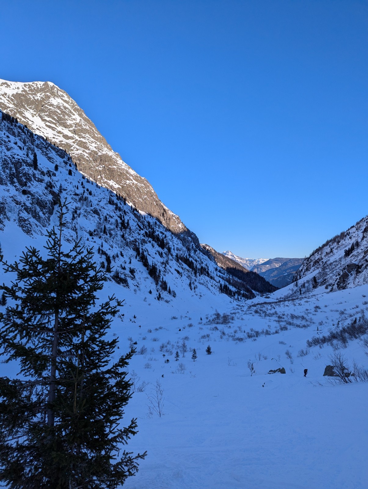 Ca commence à pousser sur les bâtons