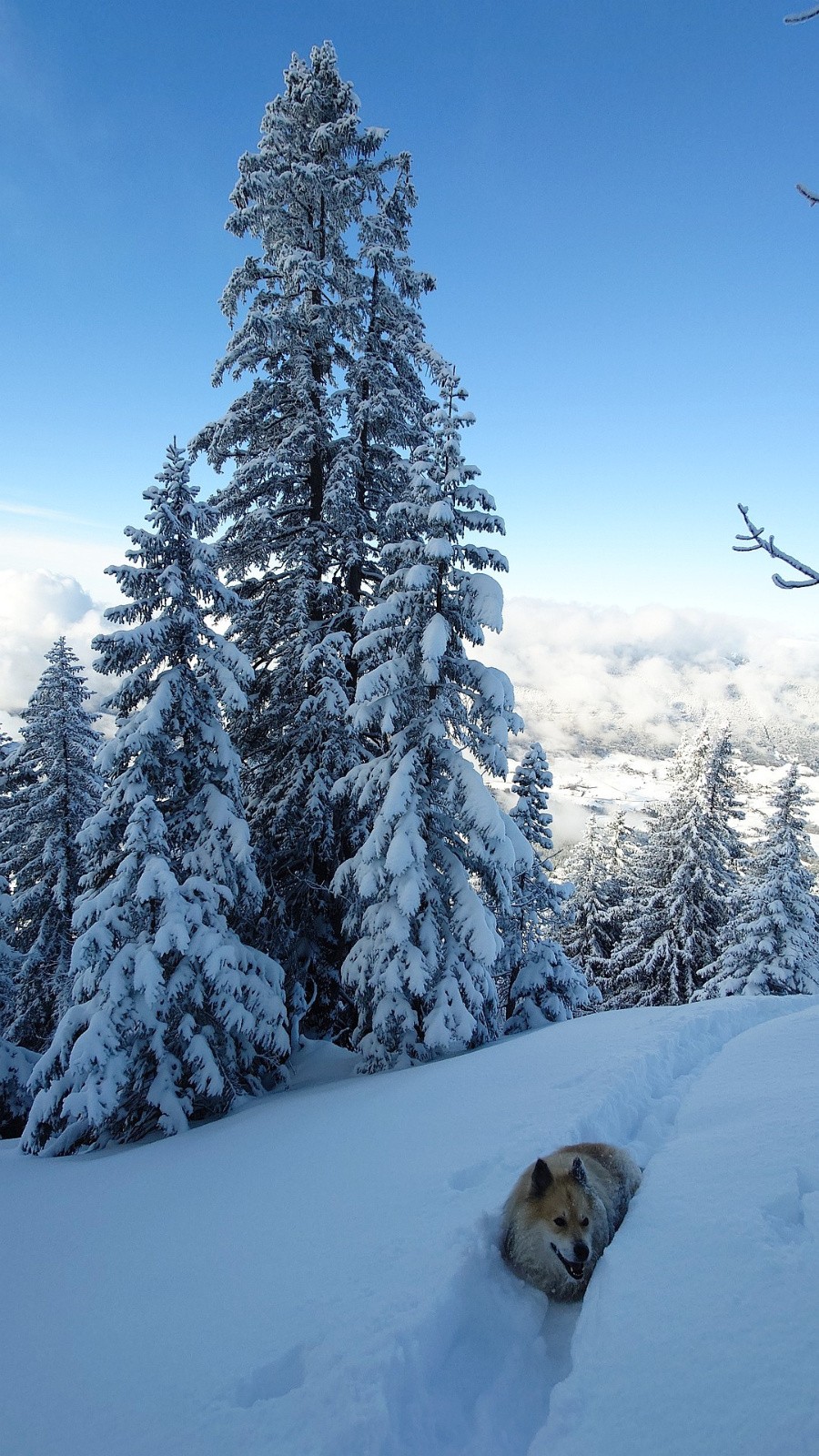 Plus on monte, moins on voit le chien... 