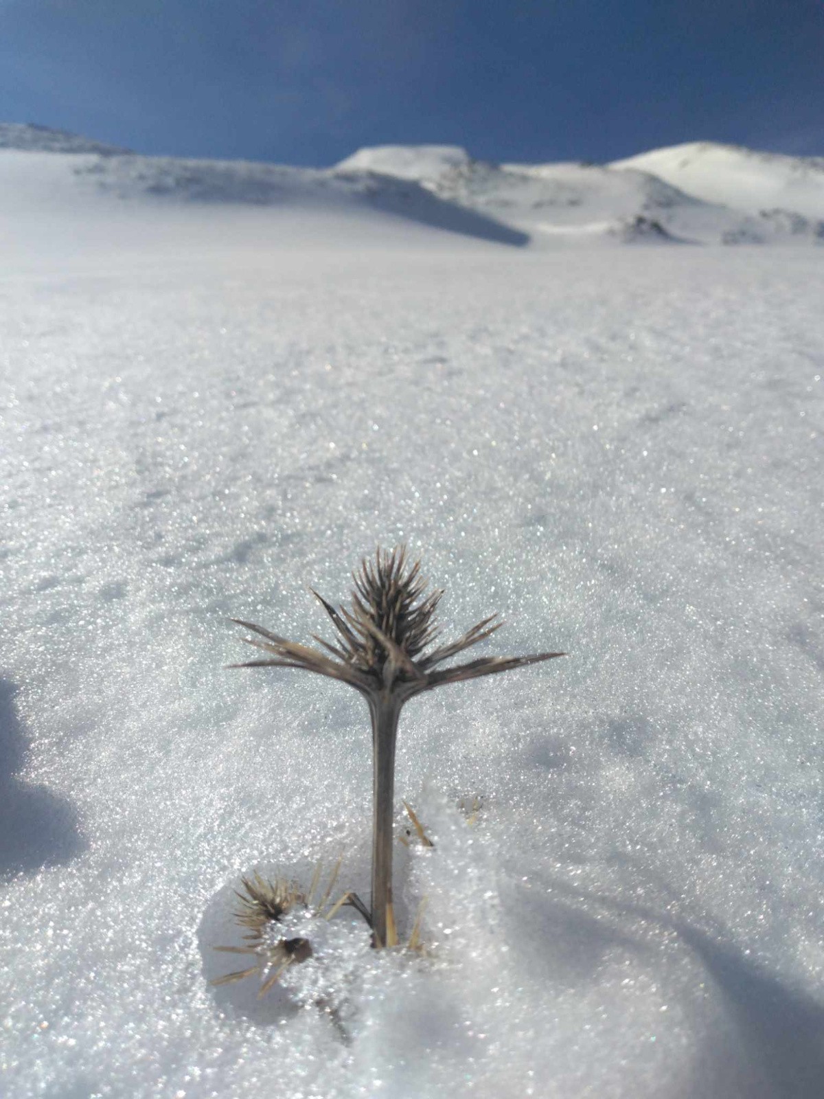 La vie s'accroche, dans la montée du Cuyalaraet (avis aux experts, Chardon bleu des Pyrénées, Eryngium bourgatii ?)