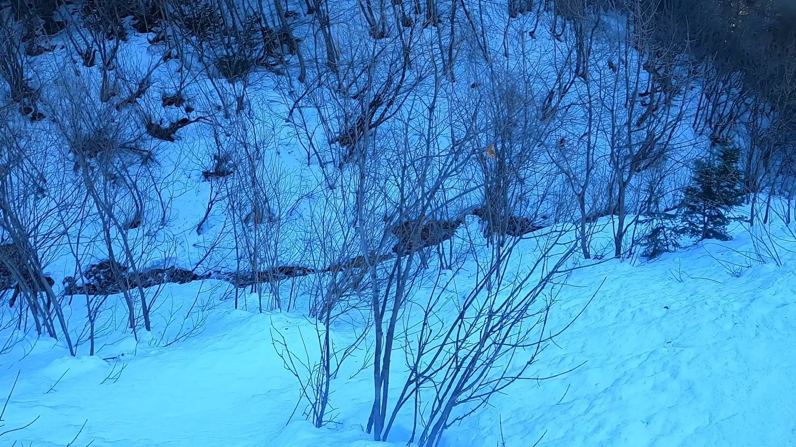 les vernes et le ruisseau au bas de la combe nord