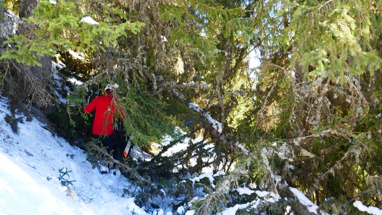 Un peu de sanglier...