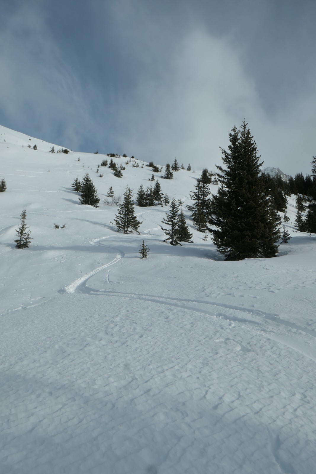 Avant la forêt 