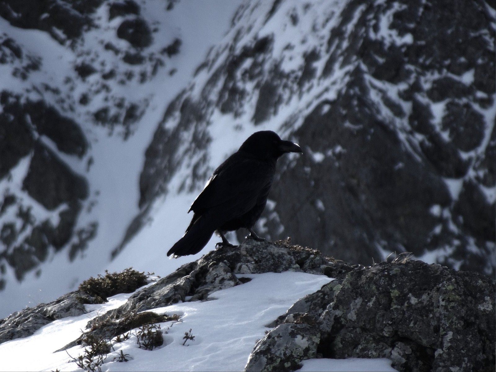 Maître corbeau, alleché par l'odeur du bon ski, n'est pas resté bien longtemps