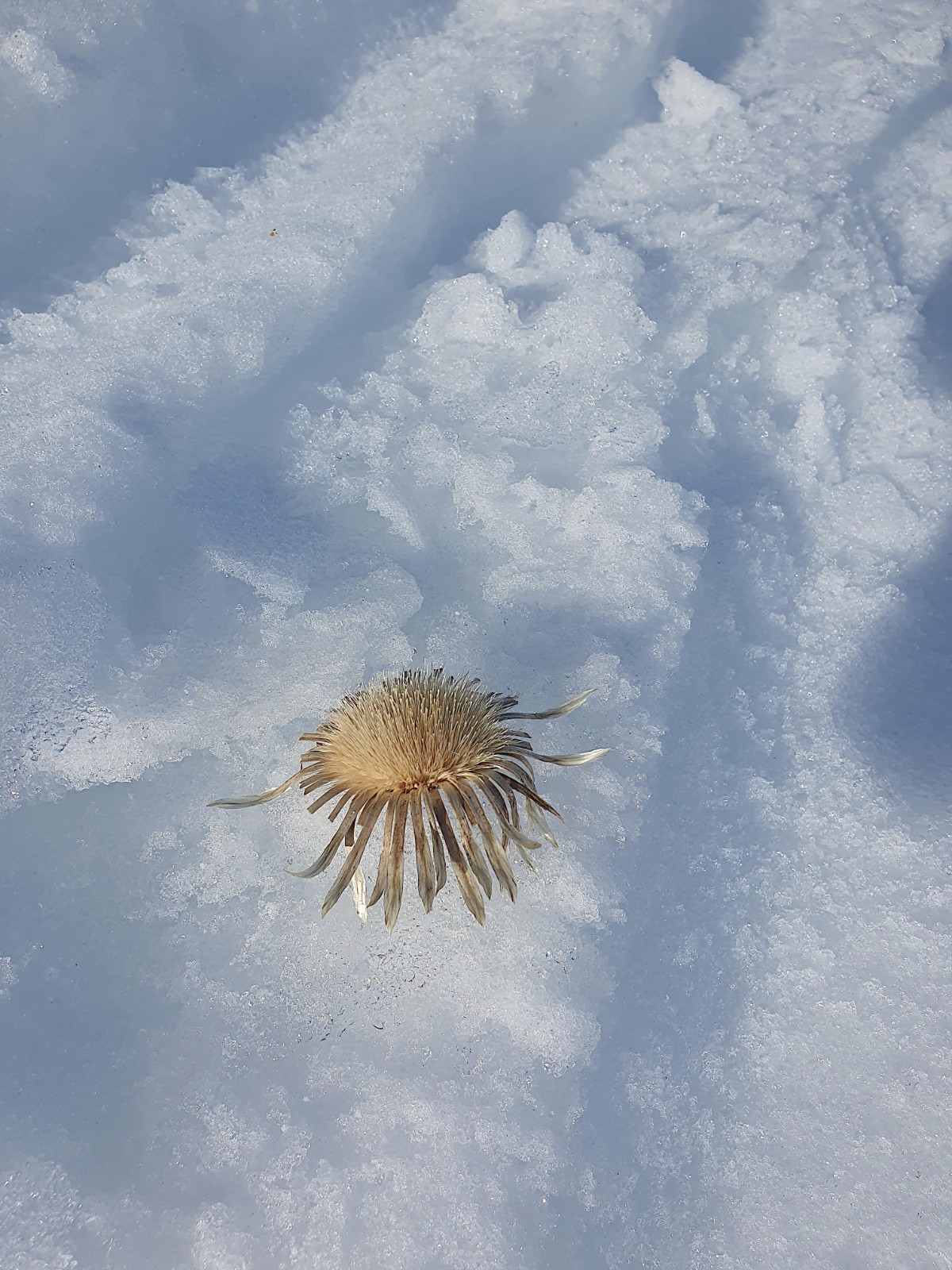 #5 Le printemps en hiver ? ou l Le printemps en hiver ? ou l'automne…