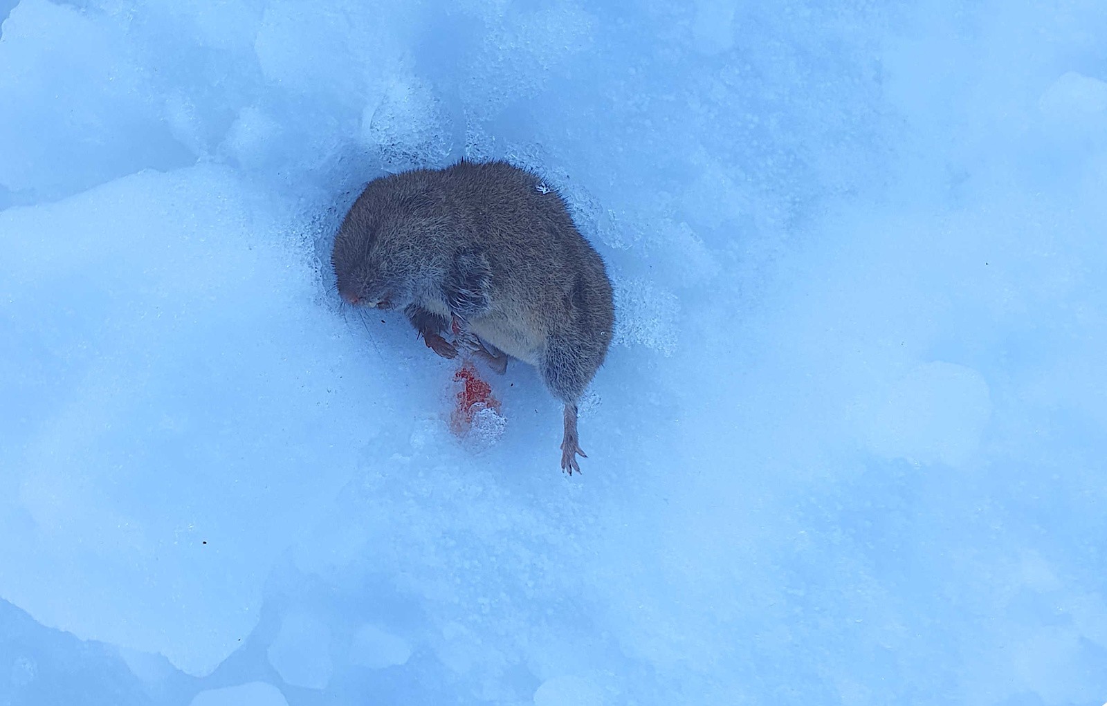 #3 Mulot ? Mais que diable allait-il faire dans cette galère ? Il semble avoir été assassiné avant d Mulot ? Mais que diable allait-il faire dans cette galère ? Il semble avoir été assassiné avant d'être congelé…
