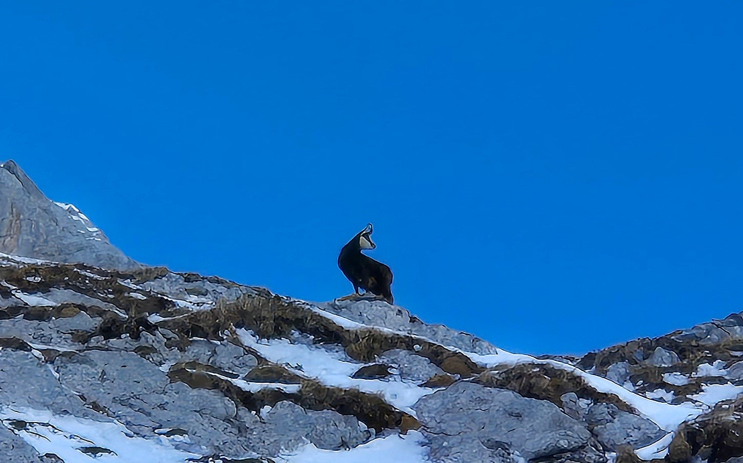 &nbsp;Notre ami le chamois&nbsp;́nous surveille en remontànt la Grànde Forclaz