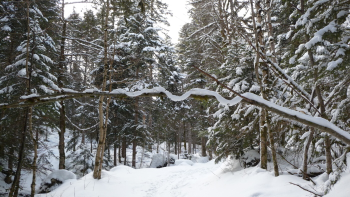 Une guirlande : au milieu d'une forêt baujue