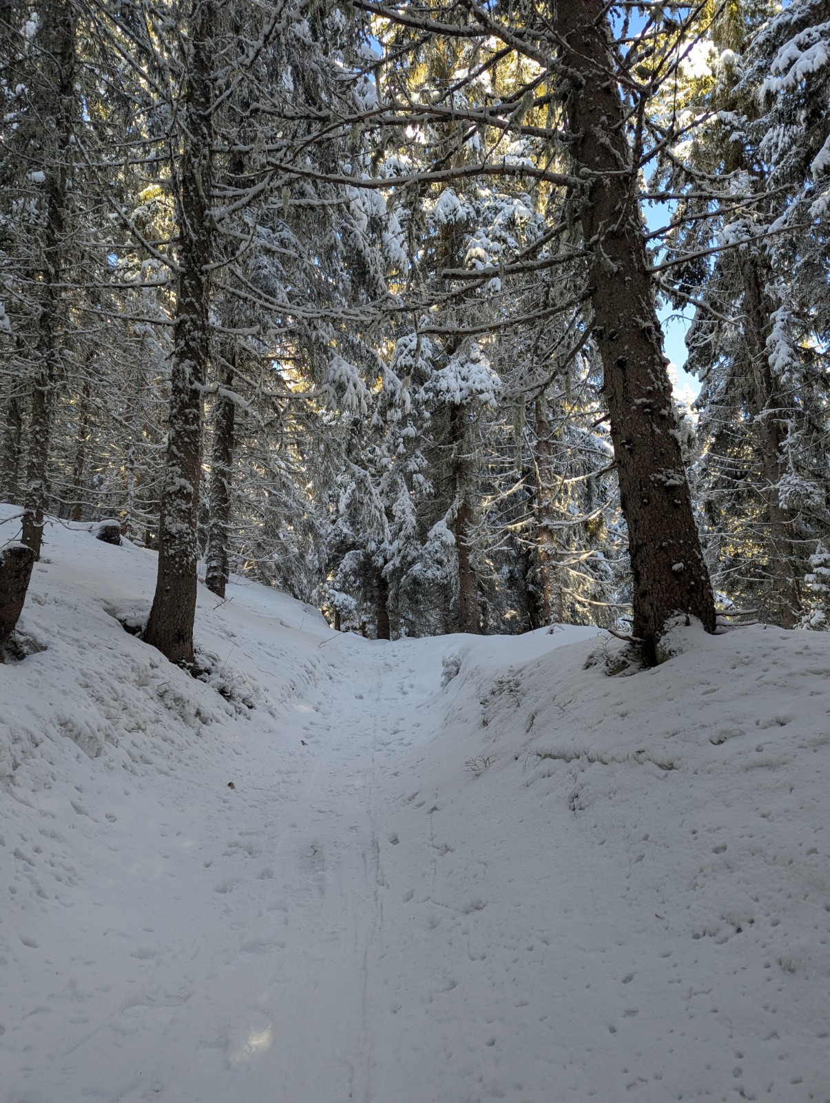 Même en forêt, ça passe !