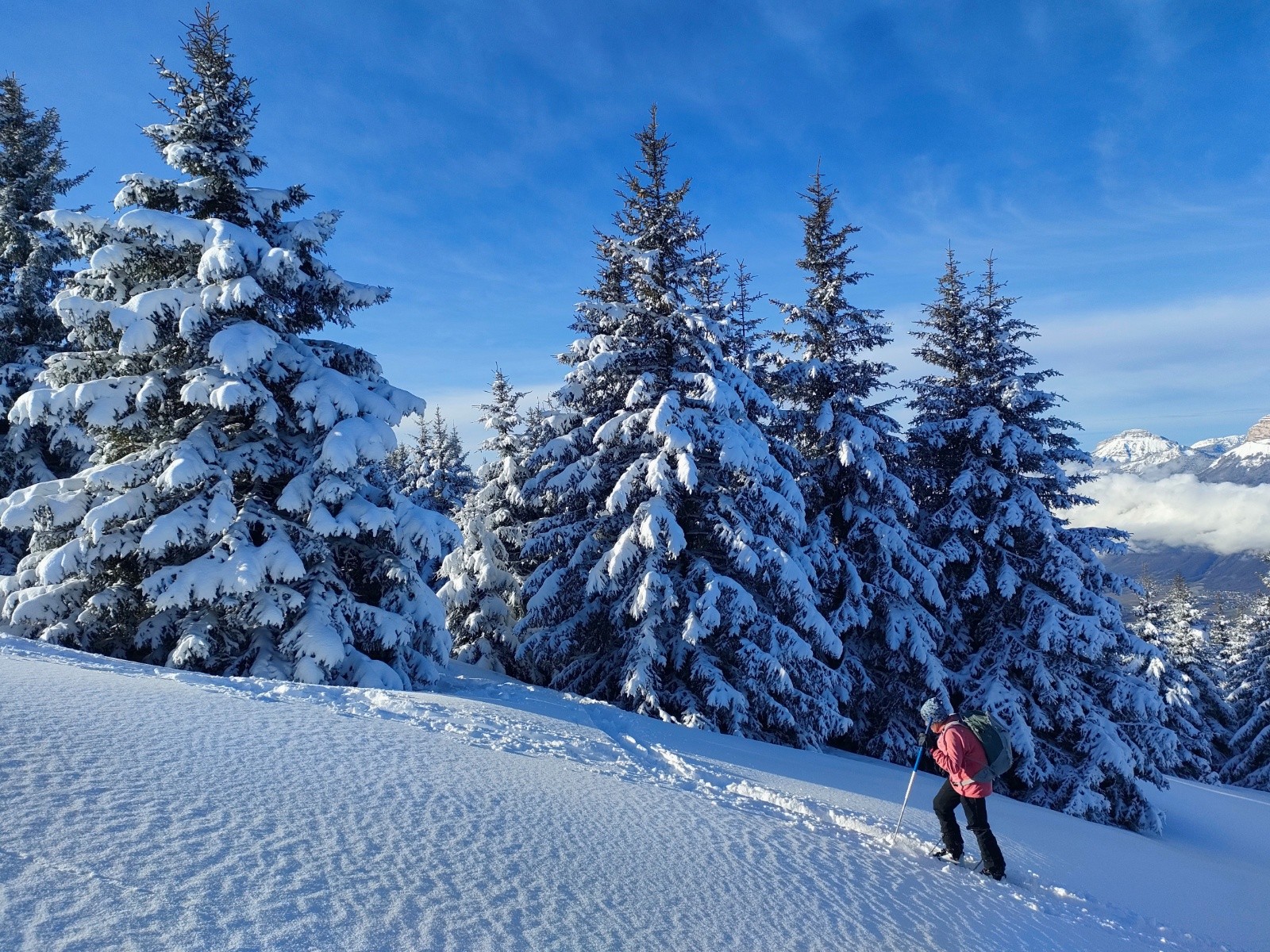 Entre les sapins&nbsp;&nbsp;