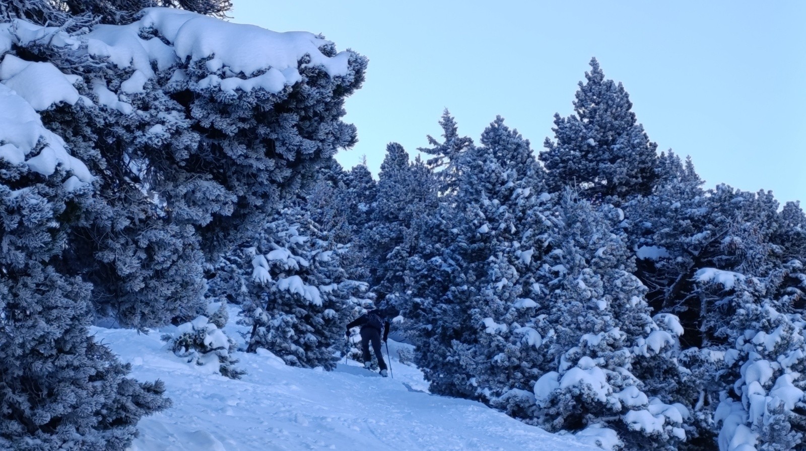 bientôt sorti..de la foret.