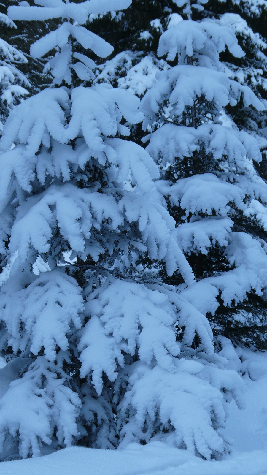  Serait-ce encore l’hiver ?