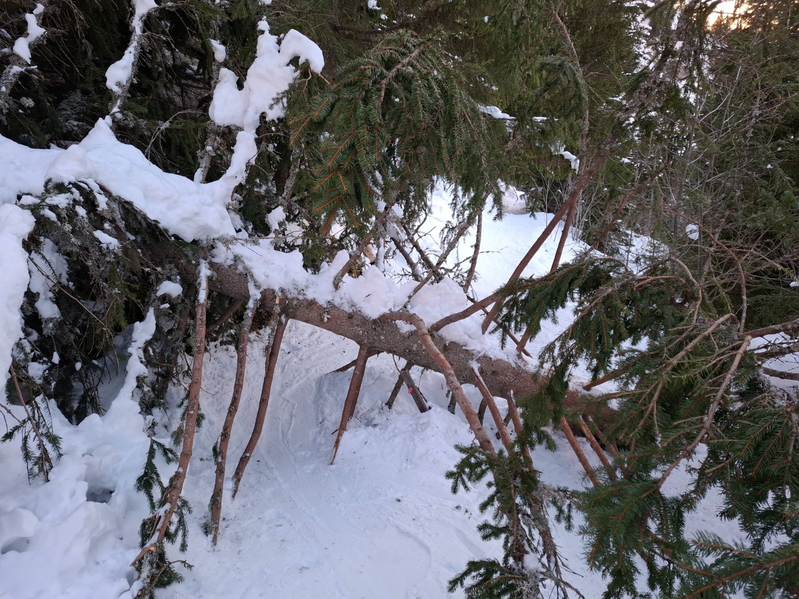 arbre couché sur chemin de traverse  pour rejoindre la combe de paccaly,    