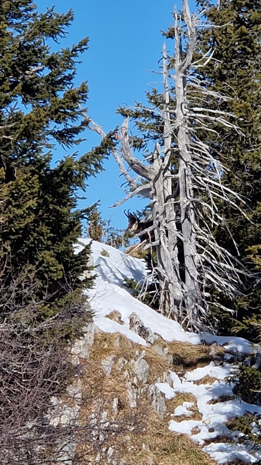 #1 ou est charlie ou est charlie