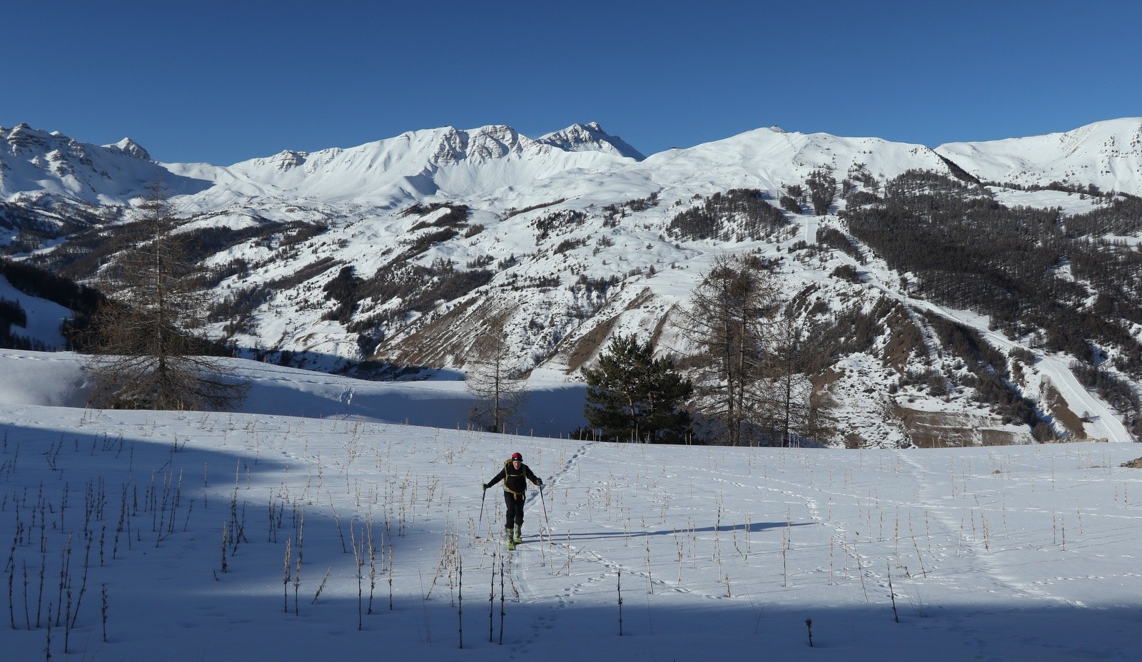 Slalom entre les gentianes