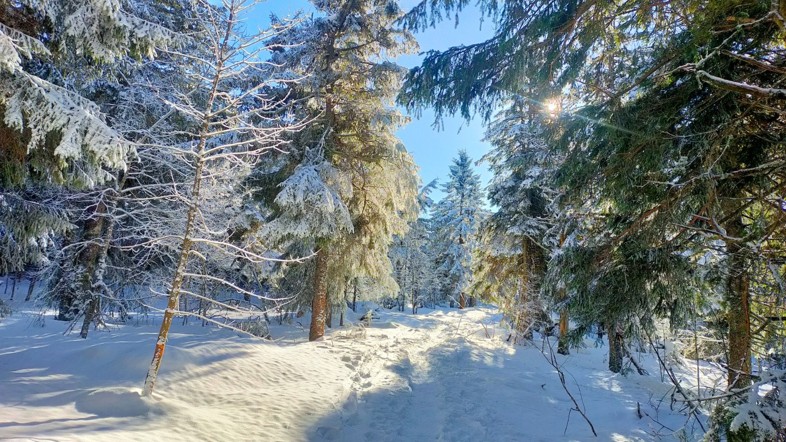  Traversée de la forêt damée par les raquettes