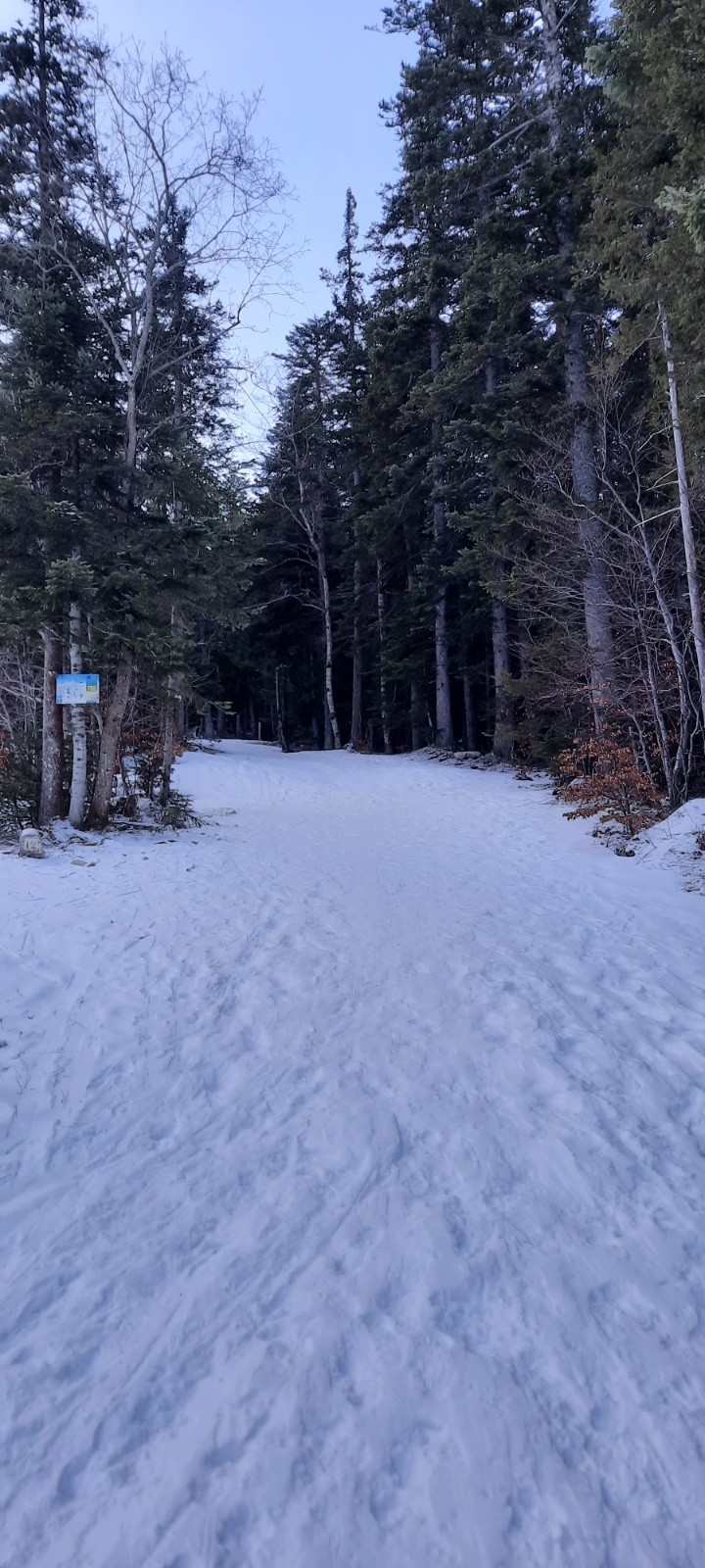  Chemin forestier