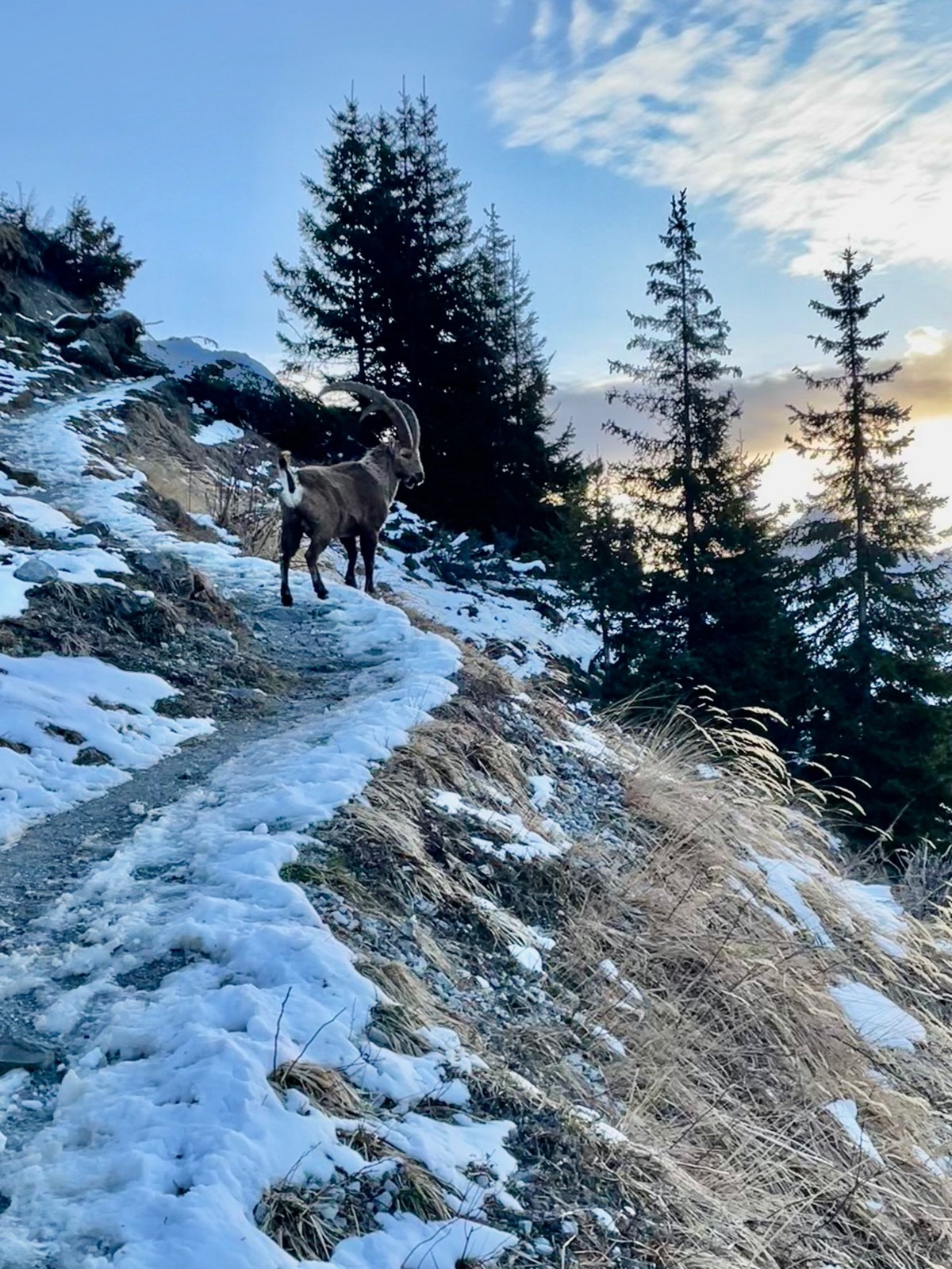 Le mec nous regarde dans les yeux et chie sur le sentier avant de décamper tranquillou