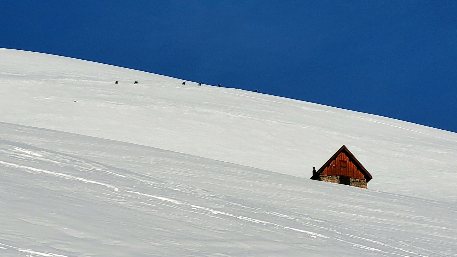 Petits chamois 