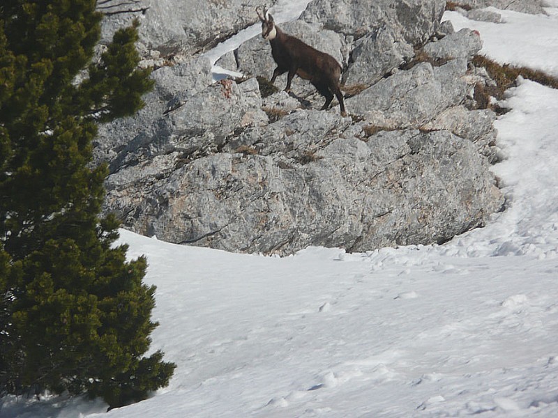 Si on est à Chamechaude dans un bon jour, on peut voir des chamois. Mais pas aujourd'hui.