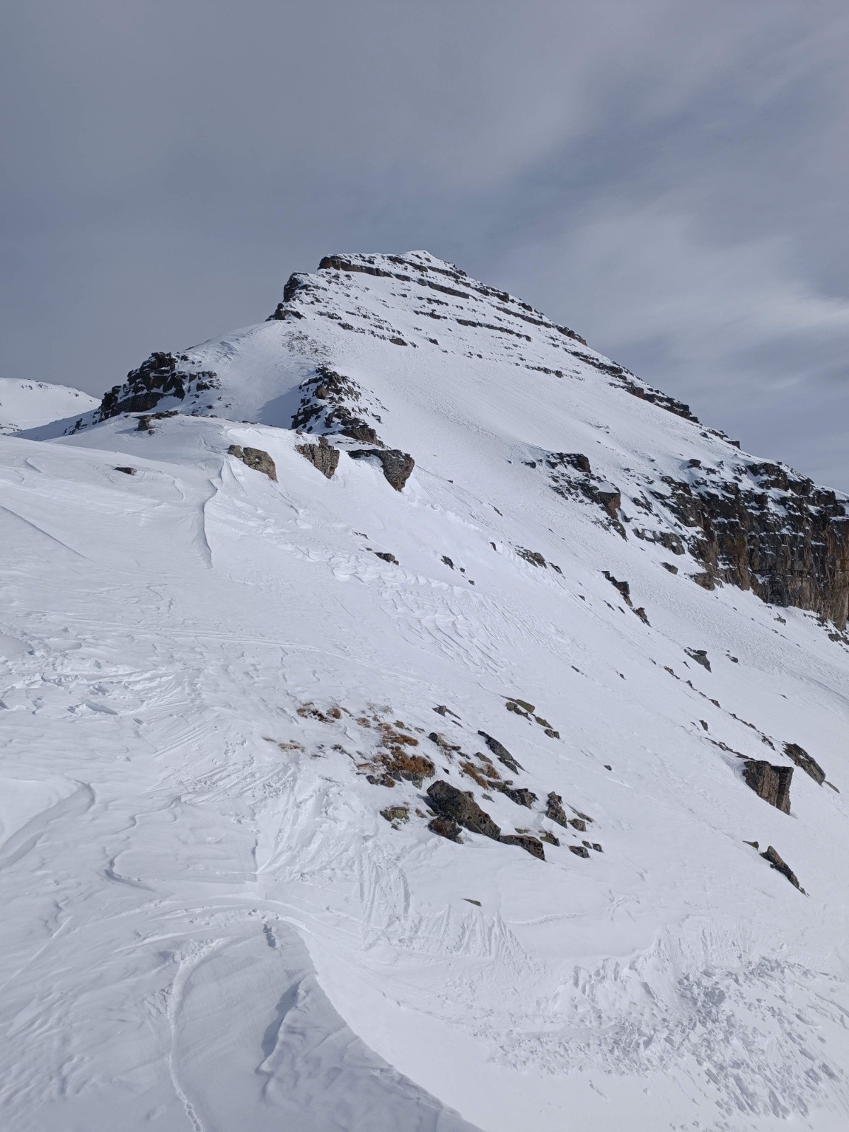 tete de sanguiniere 