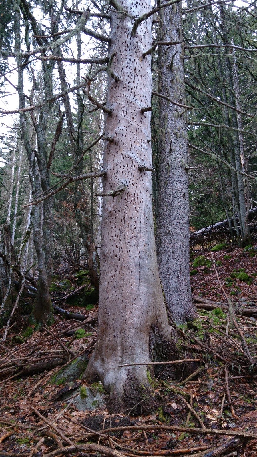 Ravages du scolyte - Forêt en ruines 