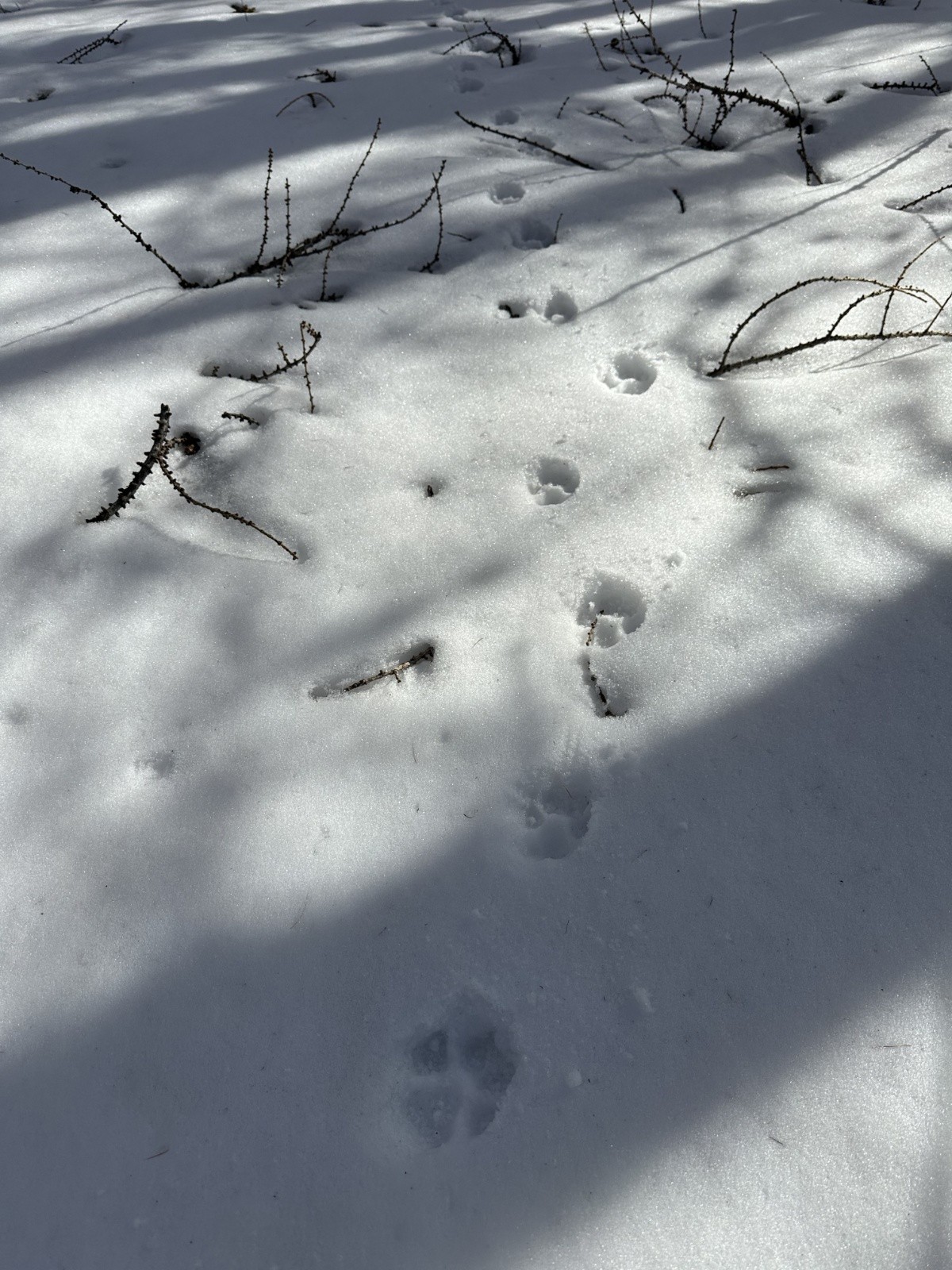 traces de loup dans les mèlèzes